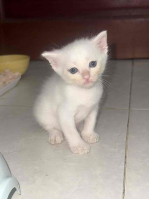 CẦN BÁN BÉ MÈO ANH LÔNG DÀI TRẮNG 1 THÁNG TUỔI. Mua bán Mèo tại Quận 12 Tp Hồ Chí Minh được đăng bởi Hoàng Triệu MQ