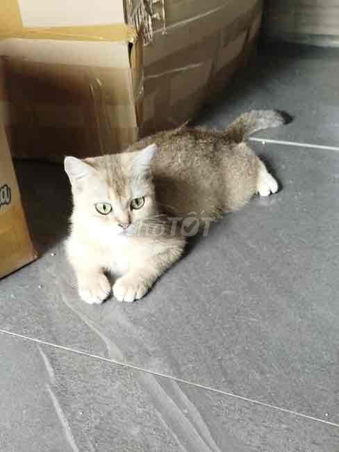 TÌM NHÀ MỚI CHO MẸ CON GOLDEN. Mua bán Mèo tại Quận Bình Tân Tp Hồ Chí Minh được đăng bởi Didi  hình 1