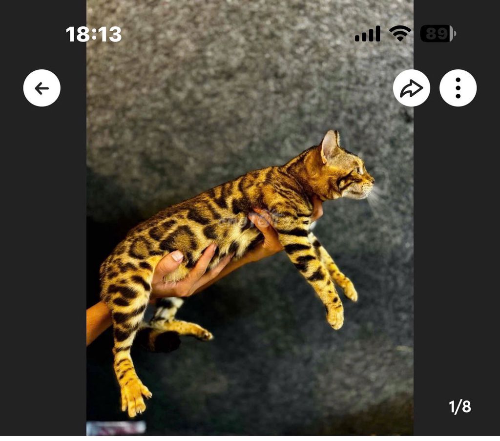 Mèo Bengal cái 1 tuổi. Mua bán Mèo tại Quận Tân Phú Tp Hồ Chí Minh được đăng bởi Dung Dinh hình 1