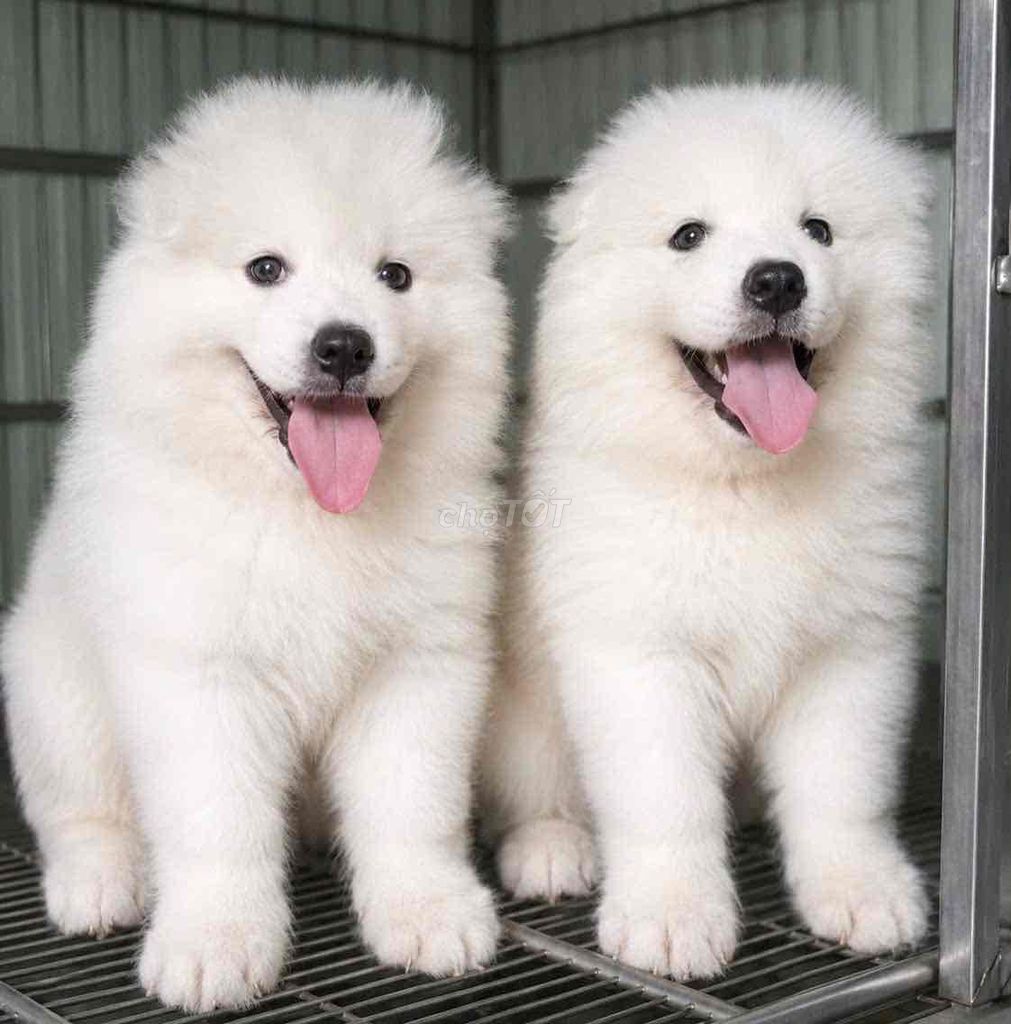 Chó Samoyed trắng 2 tháng đã tiêm. Mua bán Chó tại Huyện Hóc Môn Tp Hồ Chí Minh được đăng bởi Anh Hoàng hình 1