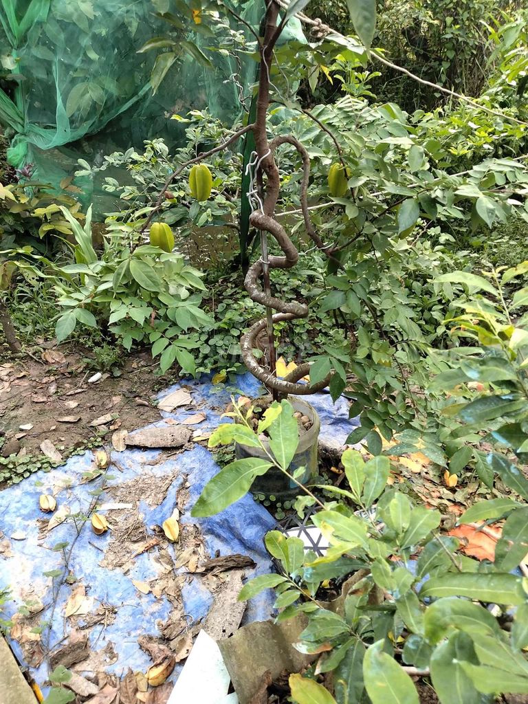 Khế chua dáng đẹp. Mua bán Cây cảnh, đồ trang trí tại Quận Phú Nhuận Tp Hồ Chí Minh được đăng bởi đăng khoa hình 1