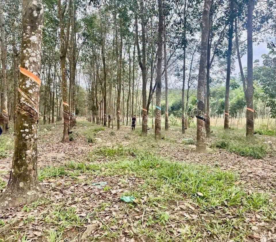 Bán đất cao su 3.1ha Vĩnh Hoà, PG - 15 tỷ