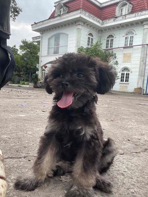 Tìm Bố Mẹ yêu thương bé. Mua bán Chó tại Huyện Châu Thành An Giang được đăng bởi Lê Thanh Dủ