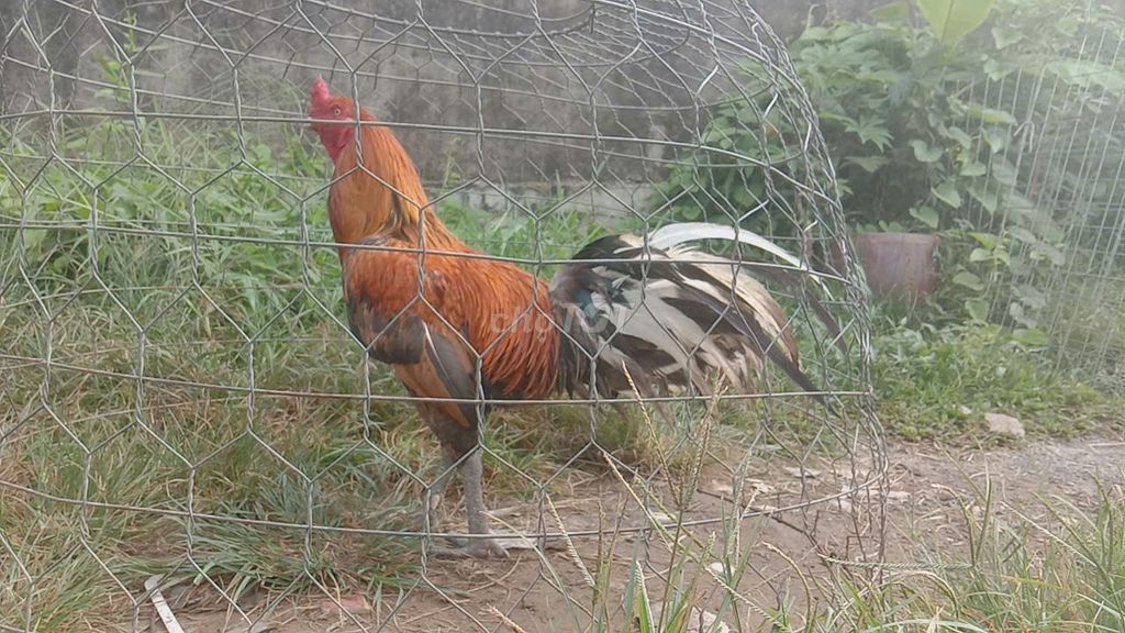 Khét 4 Kg đuôi lau,dâu chỉ thiên Pakistan Sweater. Mua bán Gà tại Huyện Long Hồ Vĩnh Long được đăng bởi tran chi nhan hình 1