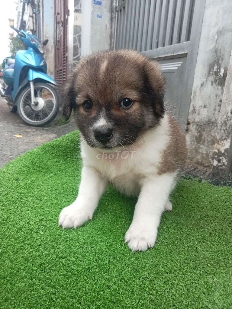 Chó Phốc Sóc lai đen chân ngắn lông xù. Mua bán Chó tại Quận 12 Tp Hồ Chí Minh được đăng bởi no love hình 1