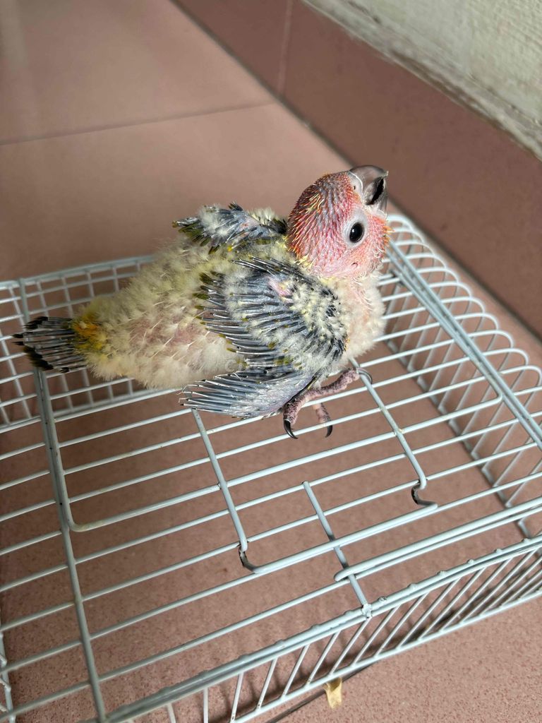 Vẹt Sun Conure 25 ngày tuổi. Mua bán Chim tại Quận 12 Tp Hồ Chí Minh được đăng bởi Quân hình 1