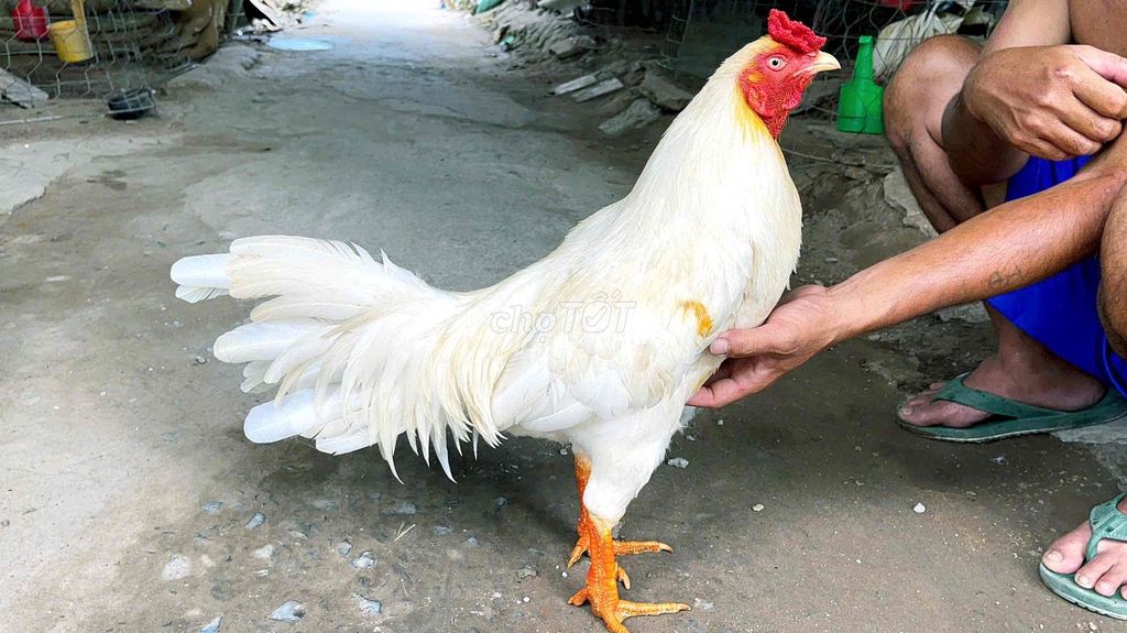 GÀ ÚA 2k9 CÁN VẮN 6 NHÉ. Mua bán Gà tại Thị xã Bình Minh Vĩnh Long được đăng bởi Gà Danh hình 1