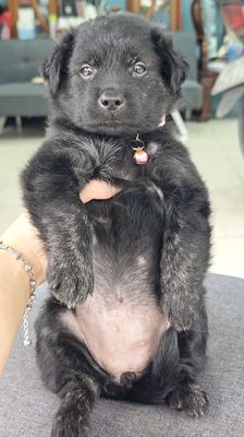 Gái Nhật lai xin chào sen yêu🤭🍀🐾🐾