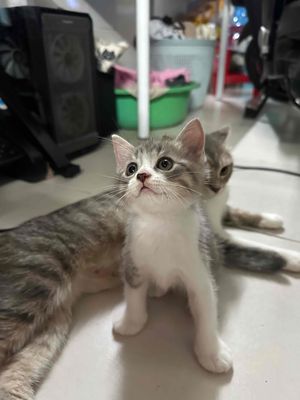 Mèo Anh lông ngắn. Mua bán Mèo tại Quận 12 Tp Hồ Chí Minh được đăng bởi HOÀNG TRUNG HIẾU