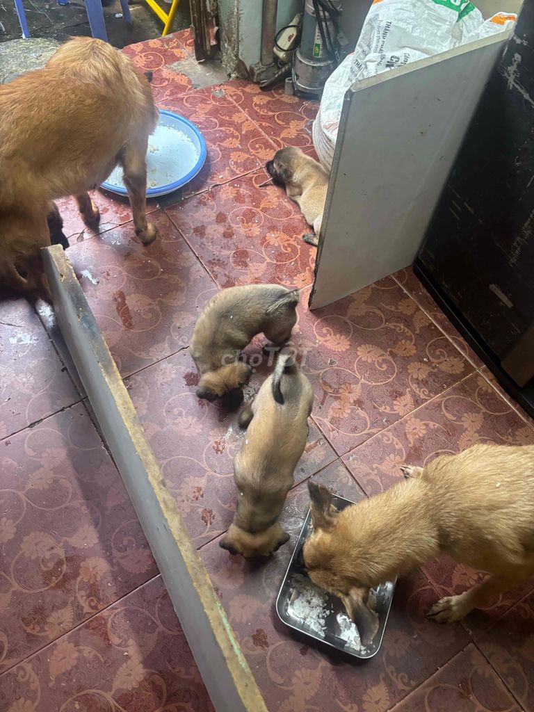 Chó Nâu vàng. Mua bán Chó tại Quận Tân Bình Tp Hồ Chí Minh được đăng bởi Nguyen Vo hình 1