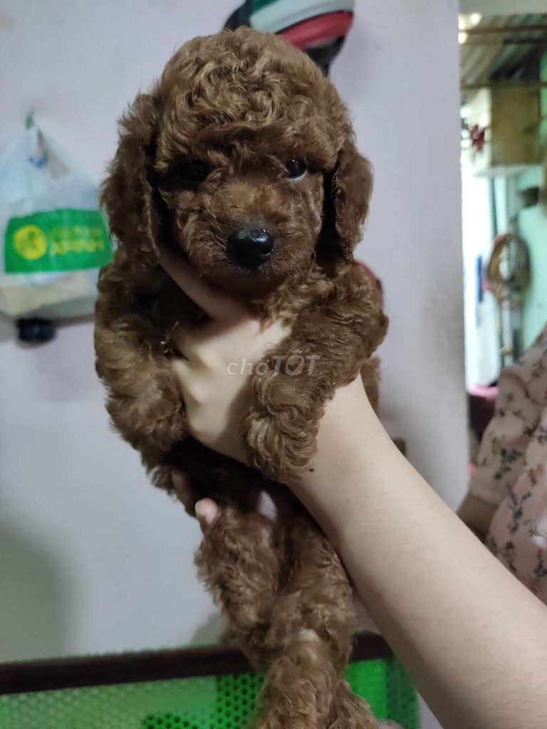 0378193515 - Poodle nâu thuần chủng 45 ngày tuổi