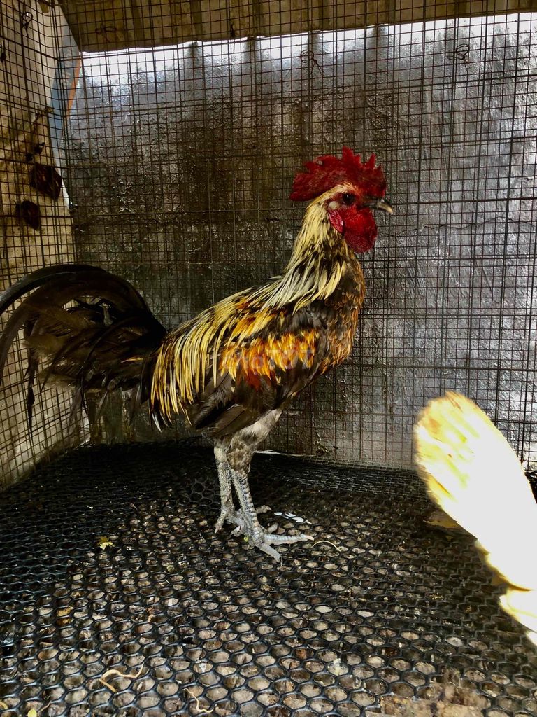 Gà Pêru đực 7 tháng. Mua bán Gà tại Thành phố Bà Rịa Bà Rịa - Vũng Tàu được đăng bởi Thuận Mèo hình 1