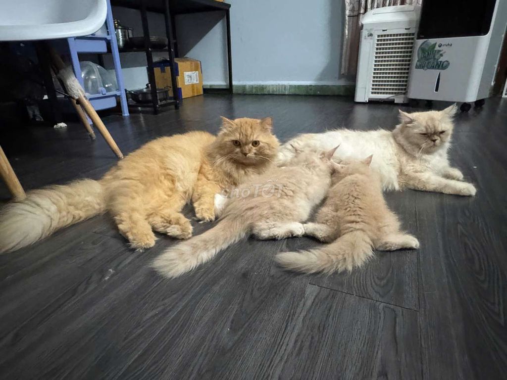 Mèo Anh lông dài ALD. Mua bán Mèo tại Quận 5 Tp Hồ Chí Minh được đăng bởi Anh Anh hình 6