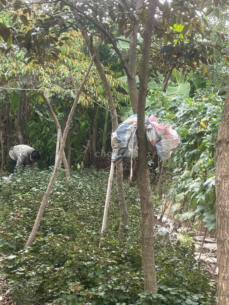 Cây vú sữa cao trên 3m. Mua bán Cây cảnh, đồ trang trí tại Huyện Đan Phượng Hà Nội được đăng bởi Phamquangphu hình 1