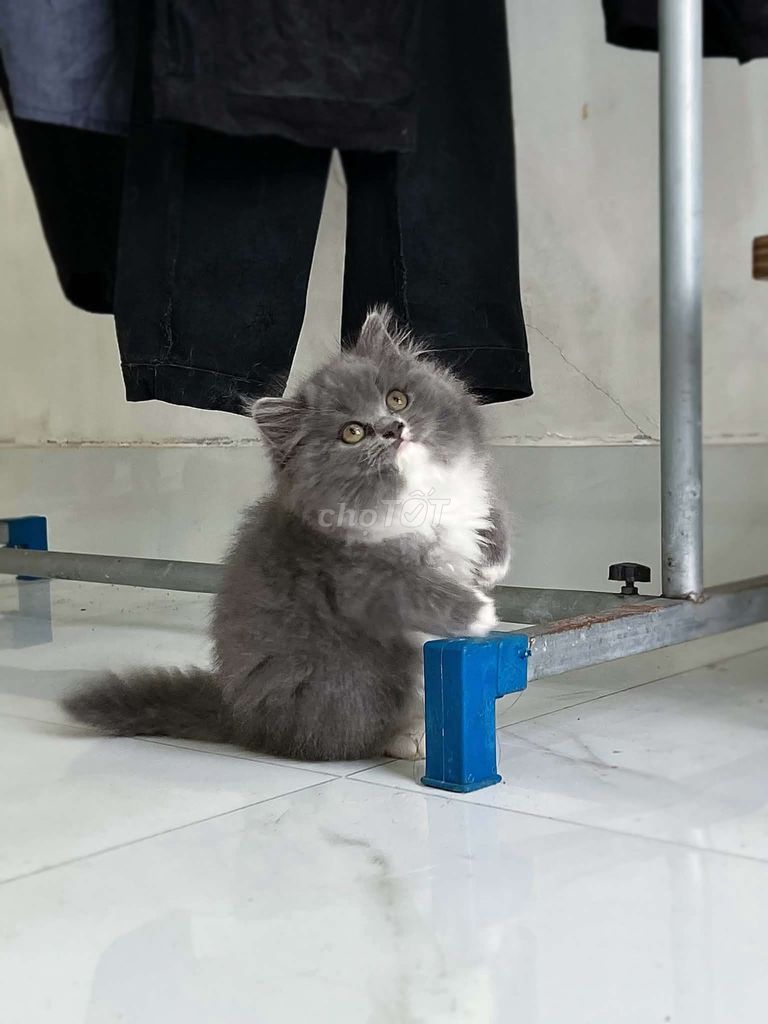 cần tìm mua mèo ALN. Mua bán Mèo tại Thành phố Hồng Ngự Đồng Tháp được đăng bởi Long Long hình 1