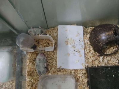 Chuột hamster