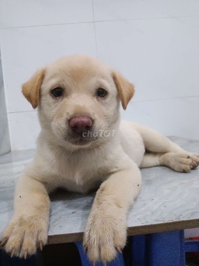 Chó Labrador trắng kem 50 ngày tuổi. Mua bán Chó tại Quận 6 Tp Hồ Chí Minh được đăng bởi Tăng Chí Lương  hình 1