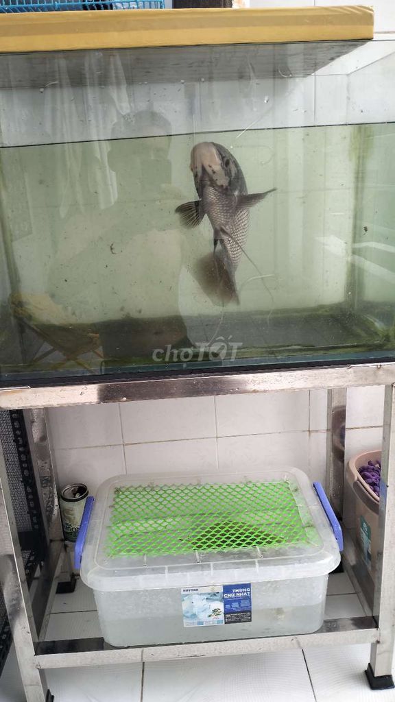 Cá tai tượng đen trắng 1.2kg. Mua bán Thú cưng khác tại Quận Tân Bình Tp Hồ Chí Minh được đăng bởi Tên chưa cung cấp hình 1
