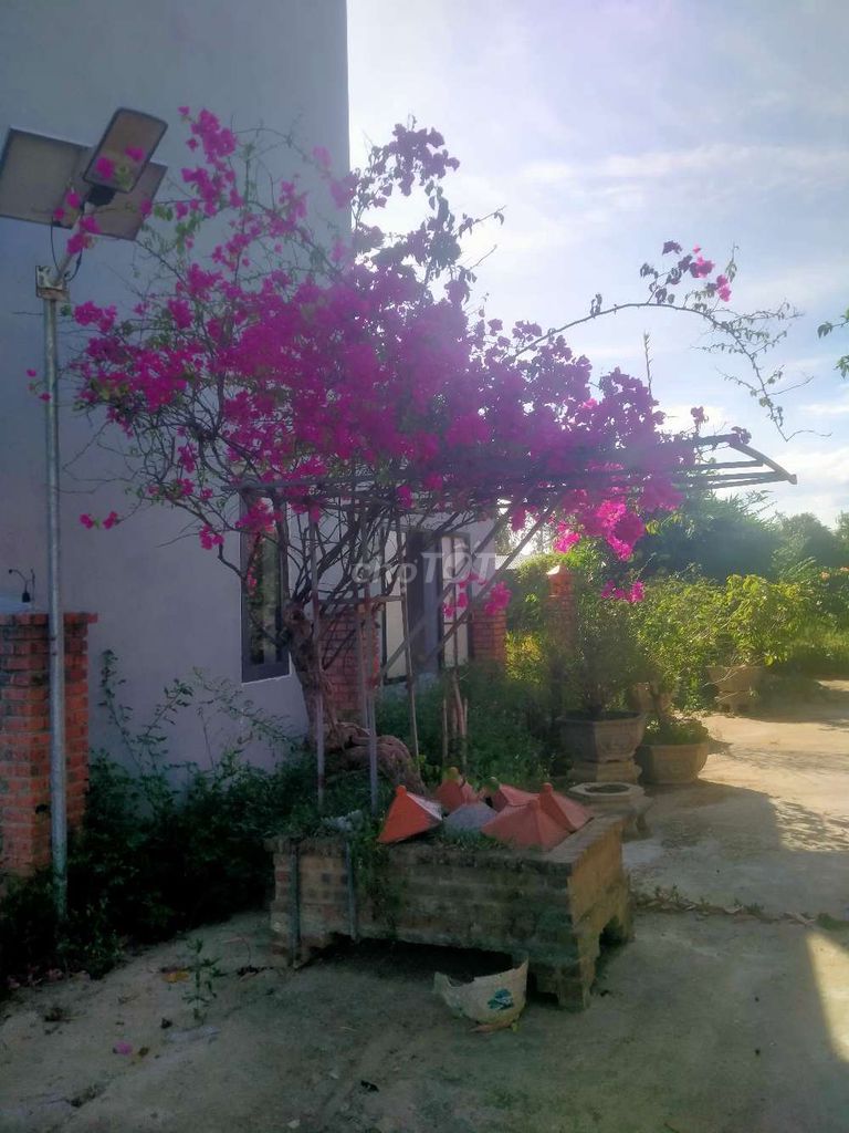 Cây bông giấy hồng 2 cây đang ra hoa. Mua bán Cây cảnh, đồ trang trí tại Huyện Duy Xuyên Quảng Nam được đăng bởi anh hào  hình 1