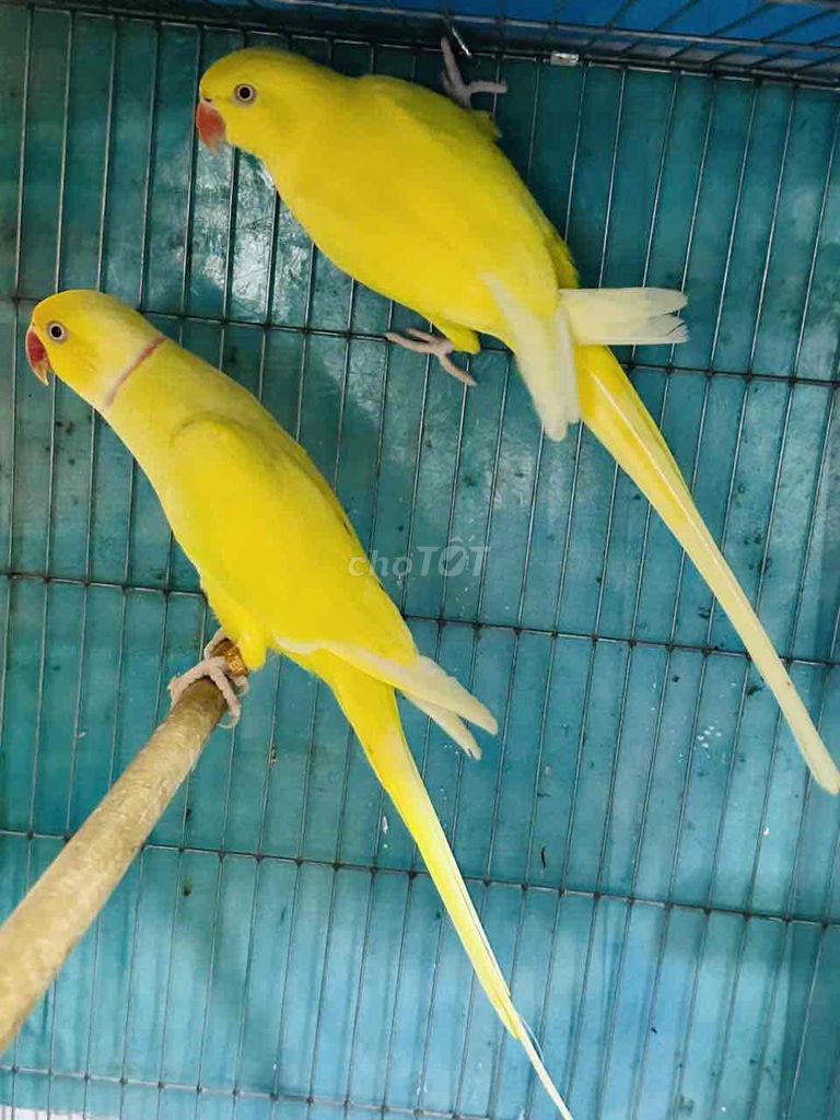 Vẹt Ringneck sinh sản