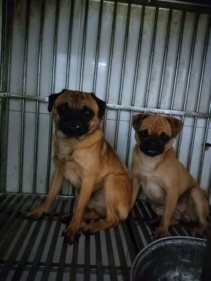 Chó Pug vàng đã tiêm phòng