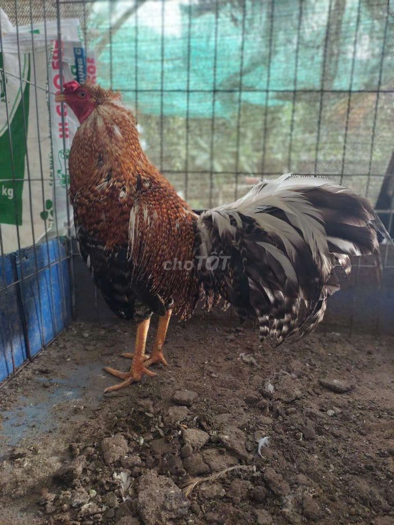 gà cú . Mua bán Gà tại Quận 12 Tp Hồ Chí Minh được đăng bởi gà nòi sanh sữa  hình 1