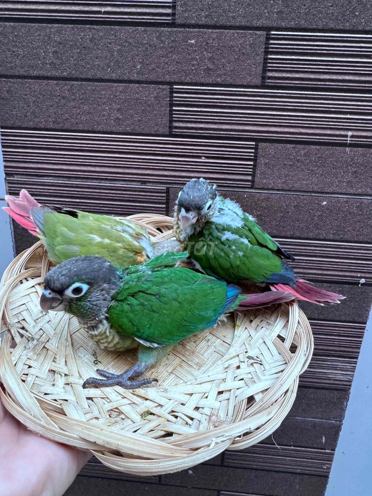 chim vẹt gc dễ nuôi. Mua bán Chim tại Quận Tân Phú Tp Hồ Chí Minh được đăng bởi Thủy huỳnh hình 1