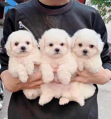Chó Poodle 2 tháng Đực Cái Trắng Nâu Đỏ tiêm phòng