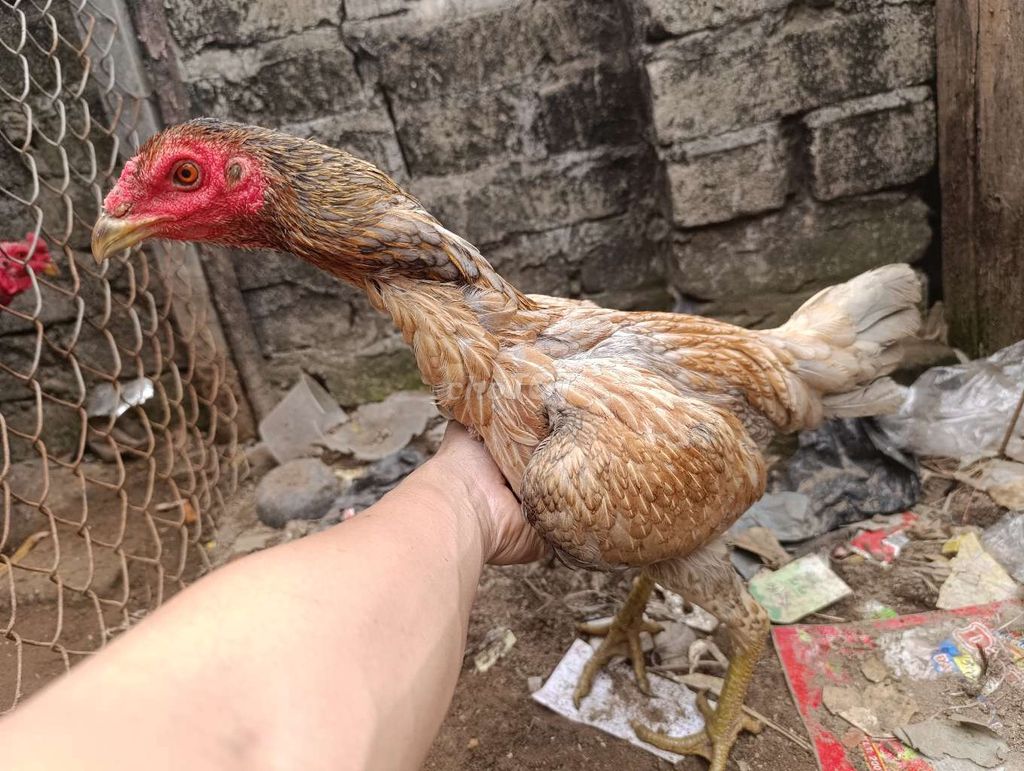 mái xám vấn sáo. Mua bán Gà tại Huyện Bình Giang Hải Dương được đăng bởi khanh hình 1