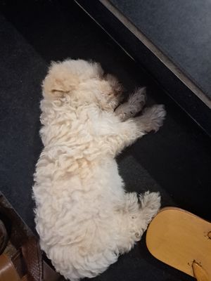 Chó Poodle lai Vàng kem