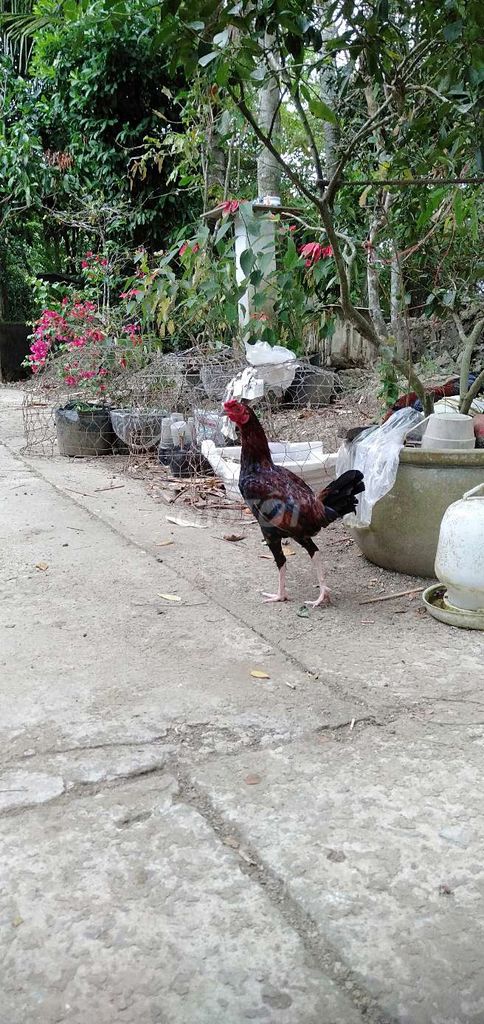 Ma lại trạng 1,4 kg tơ zin tay con bò