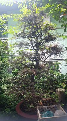 Mai chiếu thủy dáng thẳng trên 2m. Mua bán Cây cảnh, đồ trang trí tại Thành phố Biên Hòa Đồng Nai được đăng bởi vo duc duy