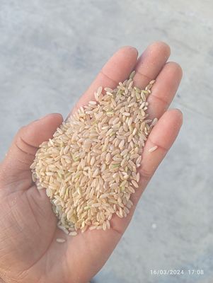 Gạo Lứt Ấn Độ 5% Tấm 50 Kg Túi