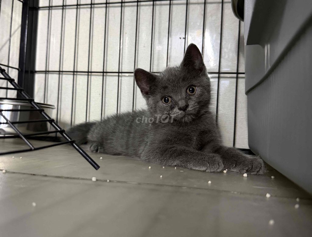 Mèo Anh lông ngắn xám. Mua bán Mèo tại Quận Hải Châu Đà Nẵng được đăng bởi Minh Phạm hình 1