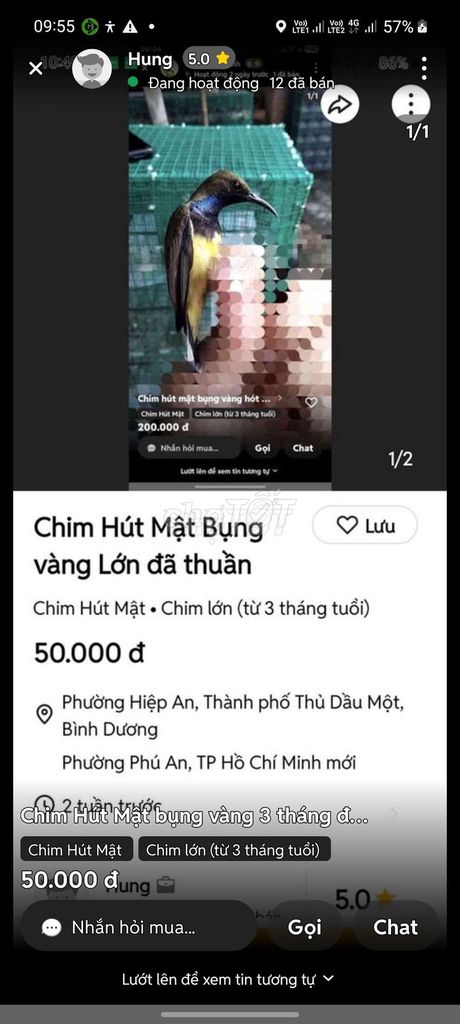Chim hút mật 3 tháng tuổi bụng vàng khỏe mạnh. Mua bán Chim tại Thành phố Thủ Dầu Một Bình Dương được đăng bởi Hung hình 1