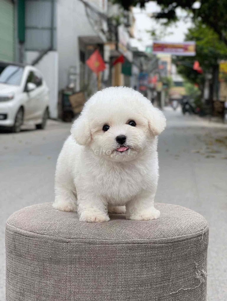 Bán chó poodle shop 130 đường 2/9 hải châu đn. Mua bán Chó tại Quận Hải Châu Đà Nẵng được đăng bởi Chó Cảnh Đà Nẵng 130 đường 2 9  hình 1