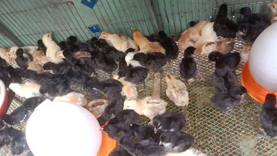 Gà ta thả vườn hơn tuần tuổi ace cần ib. Mua bán Gà tại Thành phố Thuận An Bình Dương được đăng bởi Tuệ an