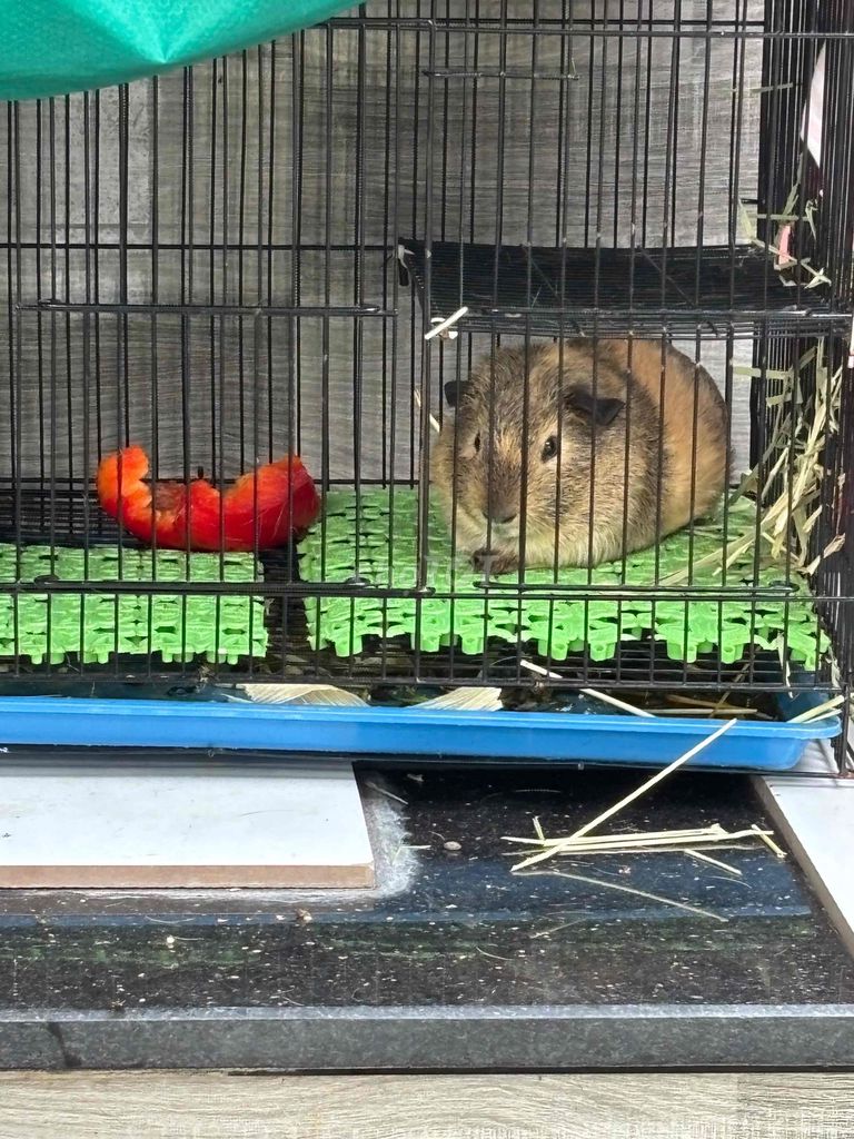 Bọ Ame đực 6 tháng. Mua bán Thú cưng khác tại Huyện Hóc Môn Tp Hồ Chí Minh được đăng bởi Kimm Địnhh hình 1