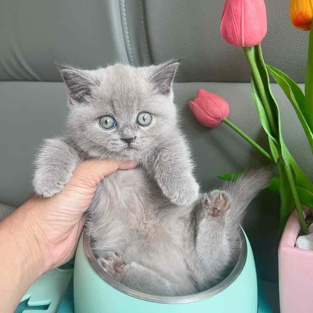 bé mèo chân lùn munchkin. Mua bán Mèo tại Quận 6 Tp Hồ Chí Minh được đăng bởi Phạm trung hình 3