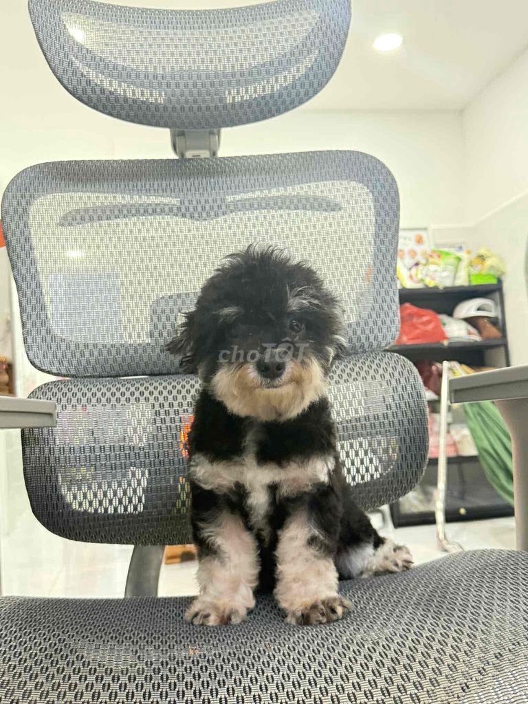 Tìm chủ cho cặp poodle như ảnh. Mua bán Chó tại Thành phố Tây Ninh Tây Ninh được đăng bởi Duy hình 3