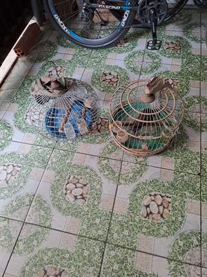 Cần bán hai bộ cu. Mua bán Chim tại Thành phố Thuận An Bình Dương được đăng bởi Quốc Thanh 