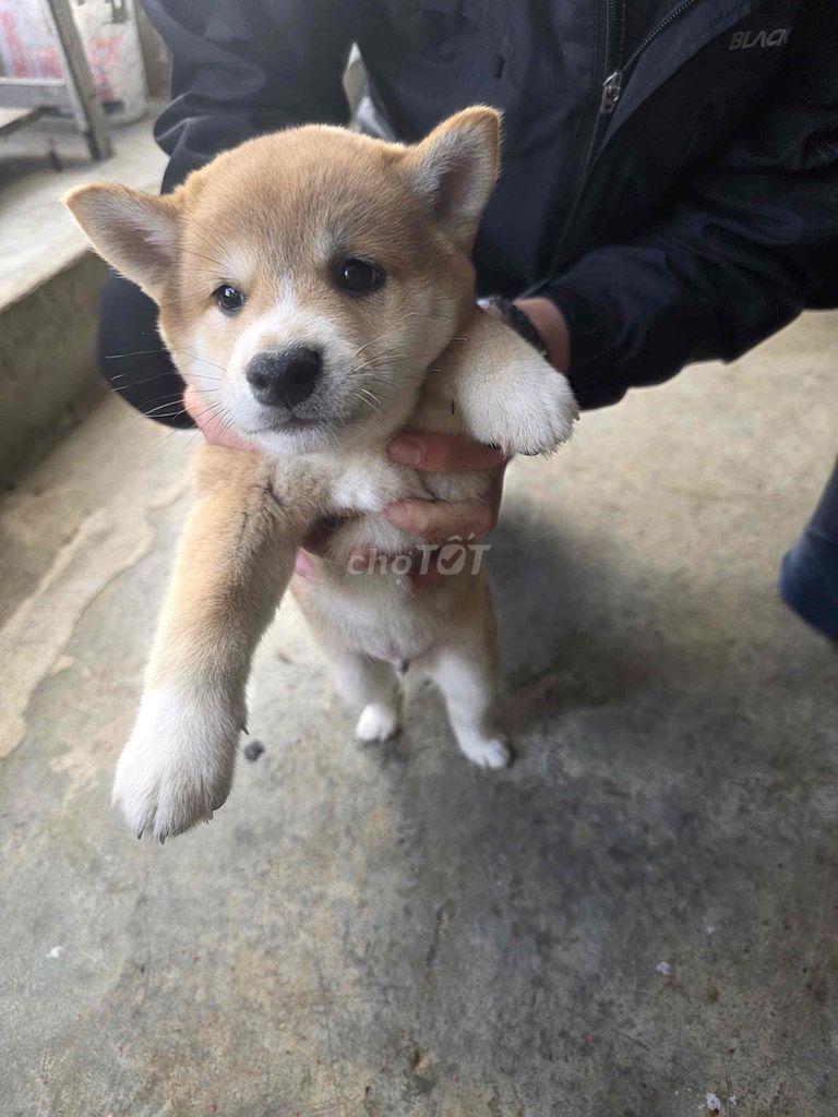 Chó Shiba Inu con Nâu vàng. Mua bán Chó tại Thành phố Đà Lạt Lâm Đồng được đăng bởi Lâm Tuấn Kiệt hình 1
