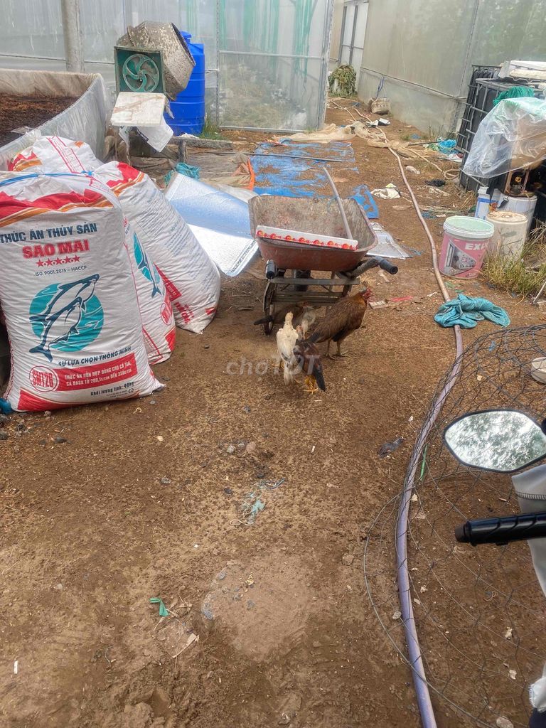 Gà giống nhiều màu. Mua bán Gà tại Huyện Thoại Sơn An Giang được đăng bởi Wag hình 1