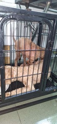Mua 2 bé tặng lồng như hình. Mua bán Chó tại Huyện Long Thành Đồng Nai được đăng bởi Rio huỳnh nhân