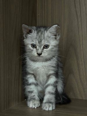 Mèo nhà sinh - khoẻ mạnh siêu quậy , cực quấn. Mua bán Mèo tại Quận Tân Phú Tp Hồ Chí Minh được đăng bởi Tiệm giày 2nd Gò vấp