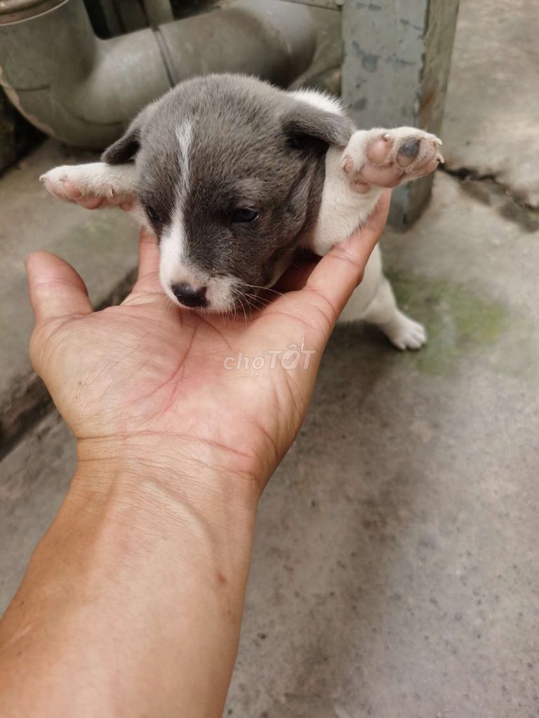 Chó Poodle trắng xám con. Mua bán Chó tại Huyện Củ Chi Tp Hồ Chí Minh được đăng bởi Thiên Kim hình 1
