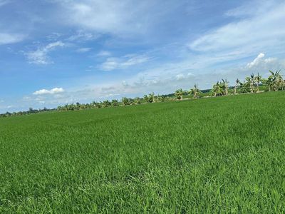 BÁN LỖ 9,5C RUỘNG & 2 NỀN MẶT TIỀN THOẠI SƠN. Mua bán đất tại Huyện Thoại Sơn An Giang được đăng bởi út lộc