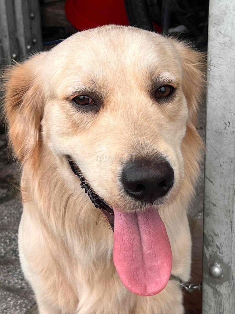 Golden Thuần chủng bố mẹ tại nhà. Mua bán Chó tại Thành phố Thủ Dầu Một Bình Dương được đăng bởi Tuyet Anh hình 4