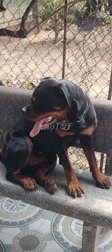 Chó Rotweler. Mua bán Chó tại Huyện Bàu Bàng Bình Dương được đăng bởi Thú Cưng hình 4