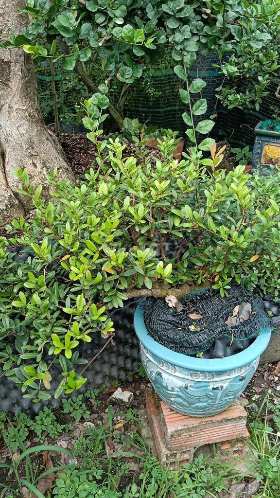 Cây cảnh Hải châu. Mua bán Cây cảnh, đồ trang trí tại Huyện Cần Giuộc Long An được đăng bởi Nguyễn Hoài Đông hình 1